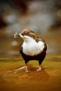 White-throated Dipper, Cinclus cinclus, brown bird with white throat in the river, waterfall in the background, animal behavior in Royalty Free Stock Photo