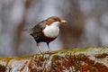 White-throated Dipper, Cinclus cinclus, brown bird with white throat in the river, waterfall in the background, animal behavior in