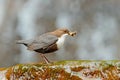 White-throated Dipper, Cinclus cinclus, brown bird with white throat in the river, waterfall in the background, animal behaviour i Royalty Free Stock Photo