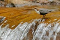 White-throated Dipper, Cinclus cinclus, brown bird with white throat in the river, waterfall in the background, animal behavior in