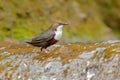 White-throated Dipper, Cinclus cinclus, brown bird with white throat in the river, waterfall in the background, animal behavior in Royalty Free Stock Photo