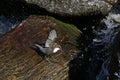 White-throated dipper Royalty Free Stock Photo