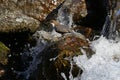 White-throated dipper Royalty Free Stock Photo