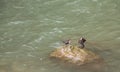 White-throated Dipper couple on rock