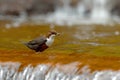 White-throated Dipper, Cinclus cinclus, water diver with food in the bill, Germany. Bird with waterfall. Brown bird with white Royalty Free Stock Photo