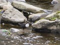 White-throated dipper Cinclus cinclus