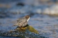 White-throated dipper cinclus cinclus standing on rock with moss in fast flowing river shaking off water on sunny day