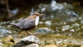White-throated dipper holding insect in beak on rock.