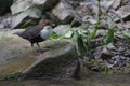White-throated dipper is hunting worms in his habitat Royalty Free Stock Photo