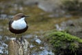white-throated dipper in the natural habitat, germany Royalty Free Stock Photo