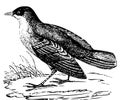 White-throated Dipper old engraving