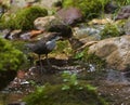 White throated dipper in a river Royalty Free Stock Photo