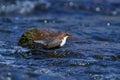 White-throated dipper in a river Royalty Free Stock Photo