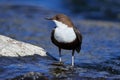 White-throated dipper in a river Royalty Free Stock Photo