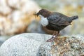 White-throated dipper on a rock holding insects in its bill