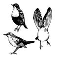 White-throated dipper set . Sketch illustration