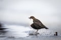 White-throated dipper in a wintery setting, standing on ice Royalty Free Stock Photo