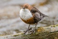 White-throated dipper & x28;Cinclus cinclus& x29; head on