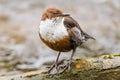 White-throated dipper & x28;Cinclus cinclus& x29; perched on branch