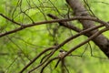 White throated fantail in her nest during breeding season in monsoon at keoladeo national park or bharatpur bird sanctuary india Royalty Free Stock Photo