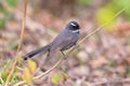 White-throated Fantail (Rhipidura albicollis) Royalty Free Stock Photo