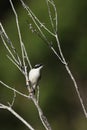 White-throated Honeyeater (Melithreptus albogularis) Royalty Free Stock Photo