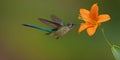 White-throated Hummingbird in flight