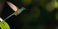 White-throated Hummingbird in flight