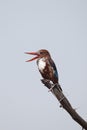 White throated Kingfisher Royalty Free Stock Photo