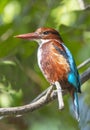 The white-throated kingfisher (Halcyon smyrnensis) is widely distributed in Asia.