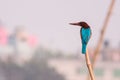 White throated kingfisher