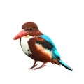 White-throated Kingfisher bird