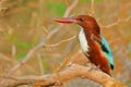 White throated kingfisher bird, natural, nature, wallpaper