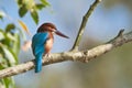 White-throated kingfisher bird in Nepal