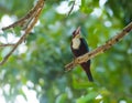 WHITE THROATED KINGFISHER BIRD