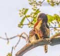 White Throated Kingfisher cleaning its feather Royalty Free Stock Photo