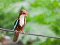 A white throated kingfisher found in Durgapur West Bengal India