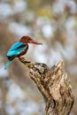 White-throated Kingfisher - Halcyon smyrnensis, beautiful colored bird
