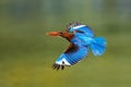 White-throated Kingfisher Halcyon smyrnensis on the branch, also known as the white-breasted kingfisher