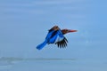 White-throated Kingfisher Halcyon smyrnensis flying above the blue water, known as the white-breasted kingfisher, tree kingfisher