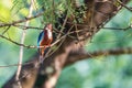 White-throated kingfisher Halcyon smyrnensis perched