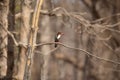 White-throated Kingfisher- Halcyon smyrnensis