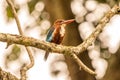 White-Throated Kingfisher at kabini , nagarhole tiger reserve area, karnataka, India