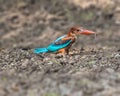 White throated kingfisher with a kill