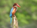 A White-throated Kingfisher is looking for a fish