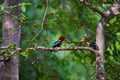 White throated Kingfisher pair, Halcyon smyrnensis, Panna Tiger Reserve