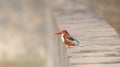 A white throated kingfisher perched on ground Royalty Free Stock Photo