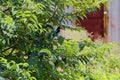 White-Throated Kingfisher Sitting On a Branch Of a Tree Royalty Free Stock Photo