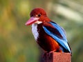 White throated Kingfisher Royalty Free Stock Photo