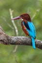 White-throated Kingfisher at Sunderbans, India Royalty Free Stock Photo